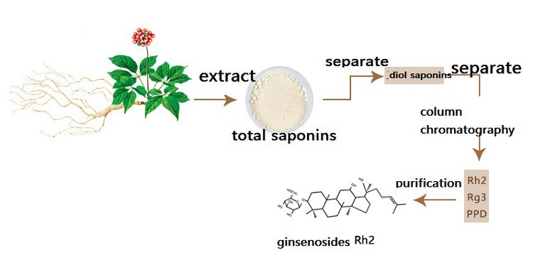 extraction methods and processes for ginsenoside.jpg
